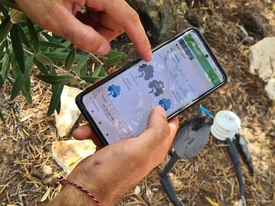 Monitoring stresu olivovníku zajistí optimální zavlažování