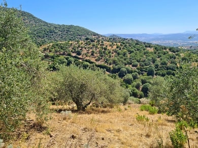 Olivovníky na rodinné farmě Terracuza na Sardinii